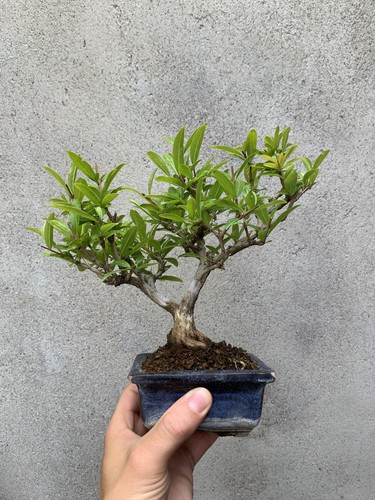 Bonsai melograno punica - melograno, (punica