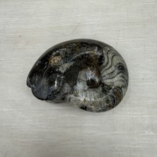 Polished Devonian Goniatite
