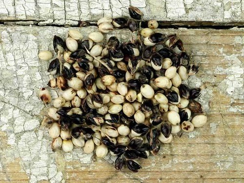 Sorgo africano bianco - , miglio