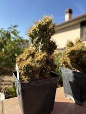 Cereus Peruvianus Monstruosus