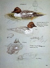 1984 Stampa Di Uccelli Studio