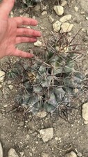 Cluster echinocactus ingens - echinocactus,