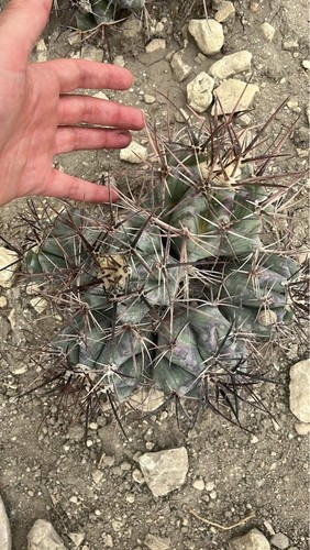 Cluster echinocactus ingens - cluster,
