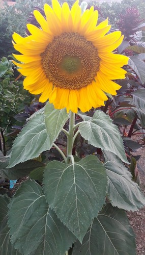 Semi girasole comune - girasole,
