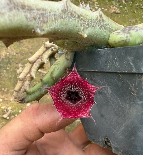 Huernia hybrid succulenta - huernia,