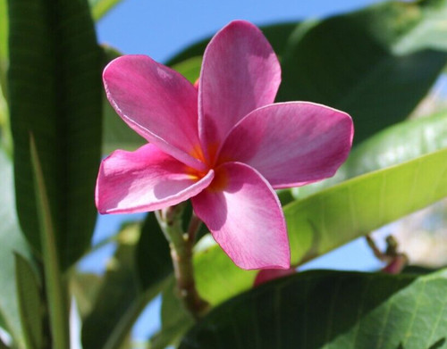 Plumeria taglio florida - 8-14",
