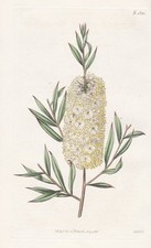 Metrosideros Saligna Australia