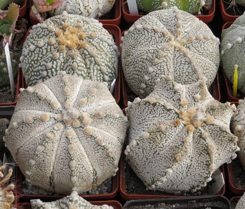 Astrophytum asterias super - astrophytum, 'super