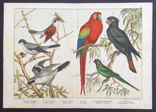 Stampa antica pappagallo ara