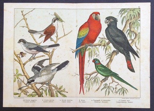 Stampa antica pappagallo ara