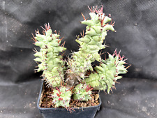 EUPHORBIA HORRIDA F. MONSTER F. KIKKO CACTUS PIANTE GRASSE AGAVE SUCCULENTE 6302