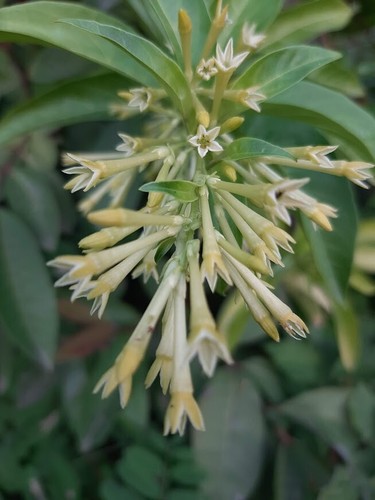 Gelsomino notturno cestrum - notturno,