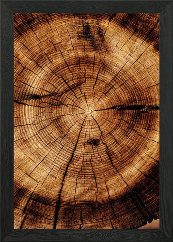 Tronco albero tagliato - , in