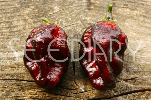 Peperoncino carolina reaper - peperoncino, x