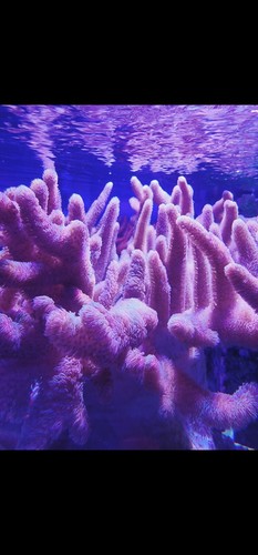 Large frag extra fuzzy - large, purple