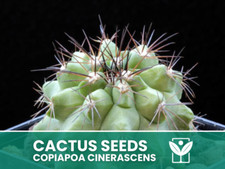 Copiapoa Cinerascens – 10