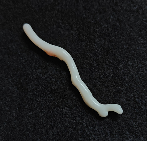 Naturale bianco corallo - corallo, branch