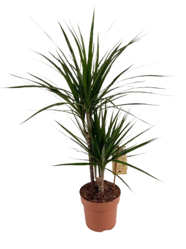 Dracaena marginata - dracaena,