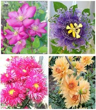 Semi di fiori fiori da
