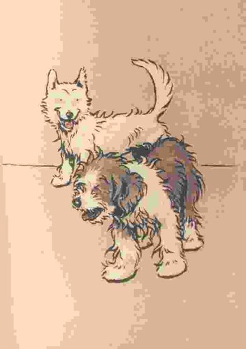 Foto aldin cecil bobtail - aldin,