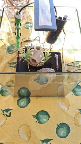 Acquario kit completo - acquario, 20