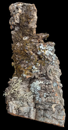 Corteccia sughero 16x35 cm - di,