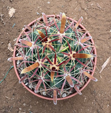 FEROCACTUS LATISPINUS - CACTUS
