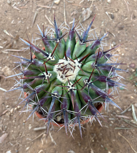 Echinocactus ingens pianta - ingens,