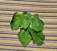 100 + foglie essiccate di bacche di tacchino (Solanum Torvum) semi di tè Ceyl...