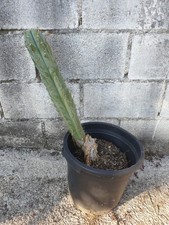 Pachanoi, San🌵Pedro 48CMS