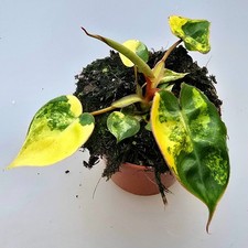 Bellissimo Philodendron