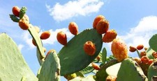 Talee piante fichi - 3,
