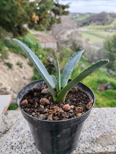 Pianta agave blue - ,
