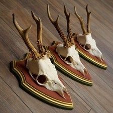 Corna Di Capriolo 3X Caprioli