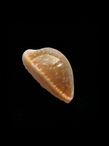 Shell cypraea naria helvola - cypraea,