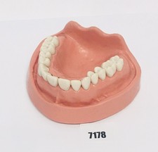 KaVo modello dentale modello