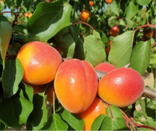 Pianta di Albicocco: varietà Tyrinthos di 2 anni in vaso. altezza 140-170 cm