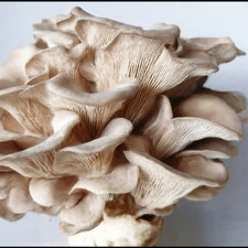 Coltura liquida fungo ostrica