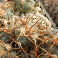 Echinocactus horizonthalonius