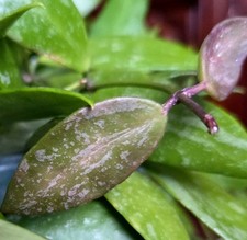 Rare Hoya Gracilis Splash 6"