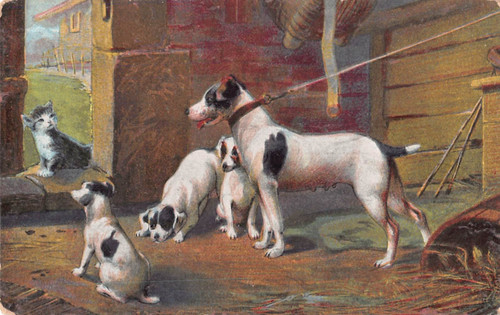 Jack russell terrier mamma - jack, con