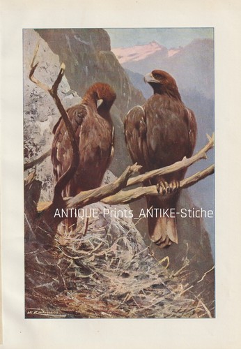 Aquila reale - reale, (aquila