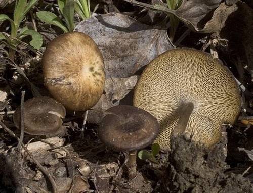 Lentinus brumalis winter - lentinus,