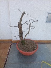BONSAI CRATAEGUS