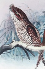 1899, J.F. KEULEMANS, H. GRØNVOLD, R. GREENE COLORE A MANO SU UCCELLINI D'AUSTRALIA W43