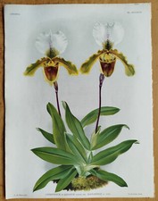 Cypripedium leeanum - Grande