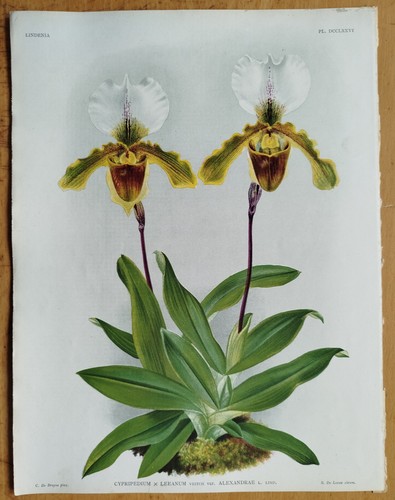 Cypripedium leeanum grande - cypripedium,