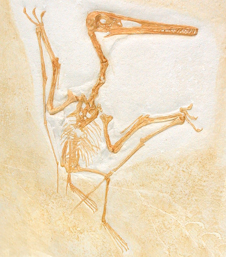 Malm pterodactylus kochi sauro - malm,
