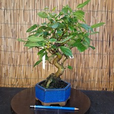 Bonsai di Melo h 38cm Visita