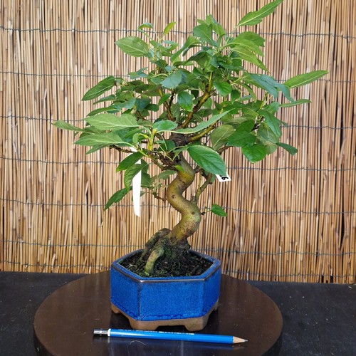 Bonsai melo 38cm - bonsai, di